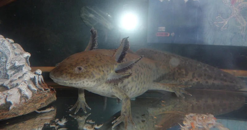 Quelle est l'utilité des axolotls dans Minecraft ?